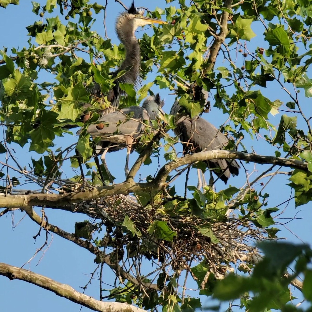 Great Blue Heron - ML583146561