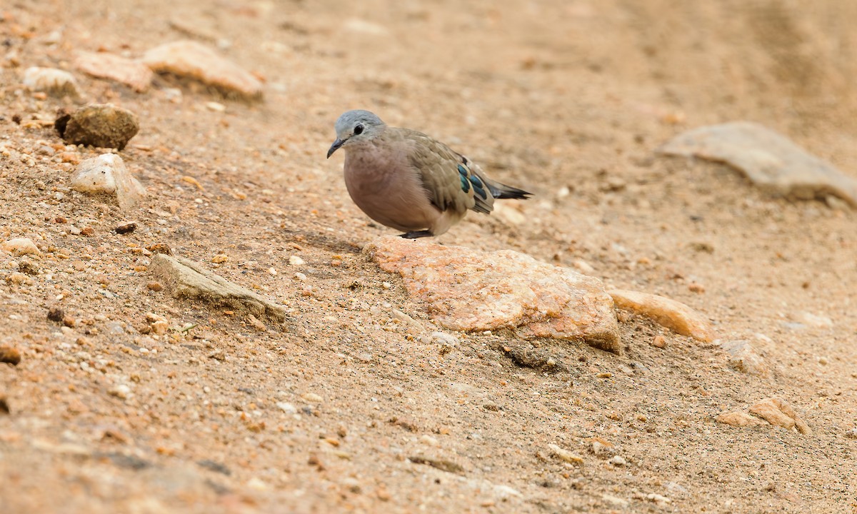Emerald-spotted Wood-Dove - ML583146671