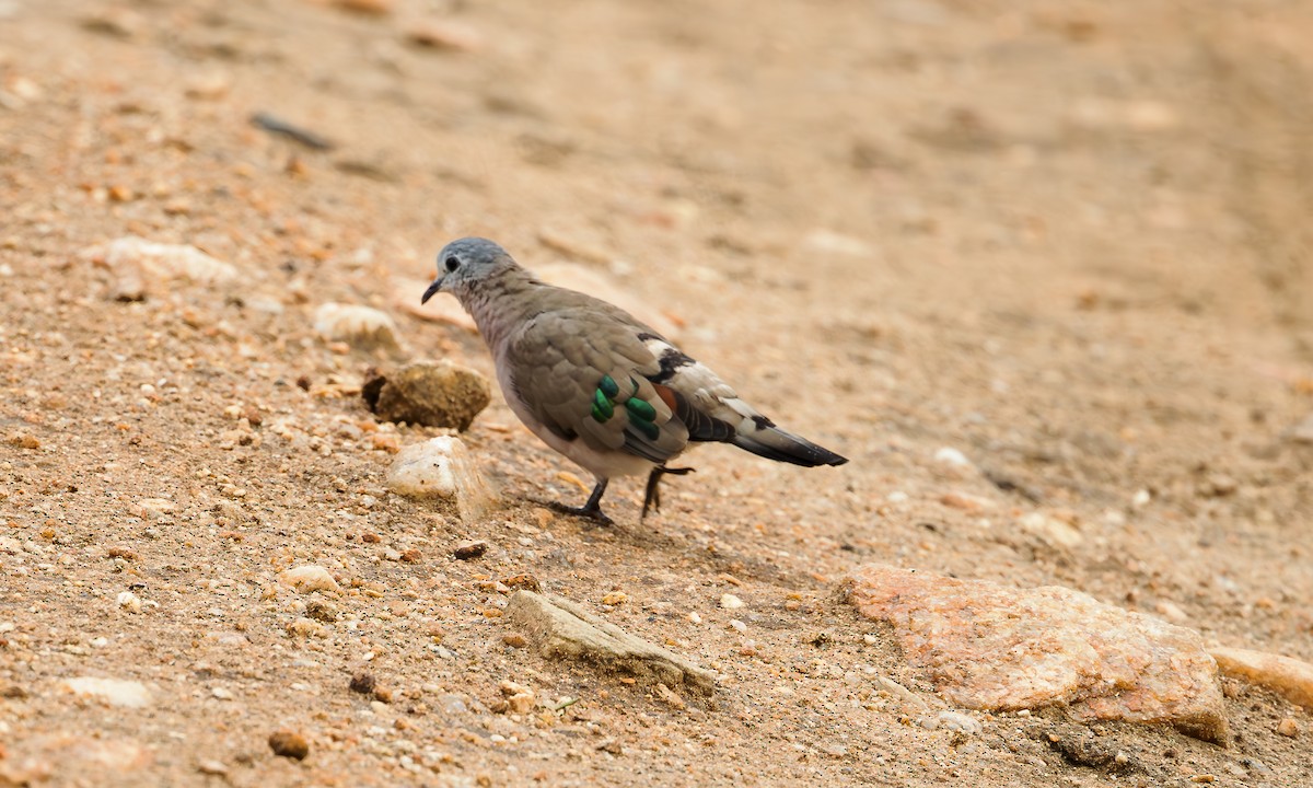 Emerald-spotted Wood-Dove - ML583146681