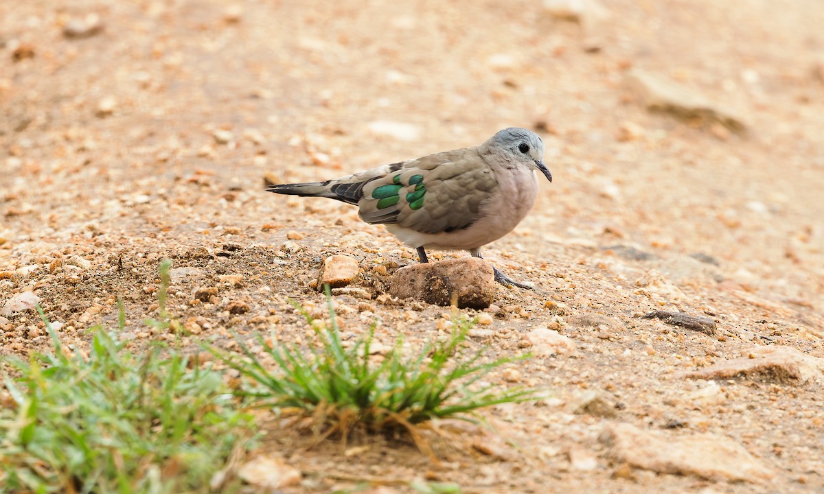 Emerald-spotted Wood-Dove - ML583146691