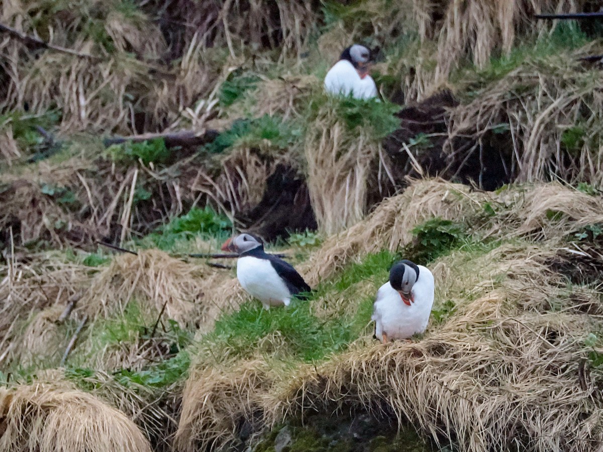 Atlantic Puffin - Anonymous