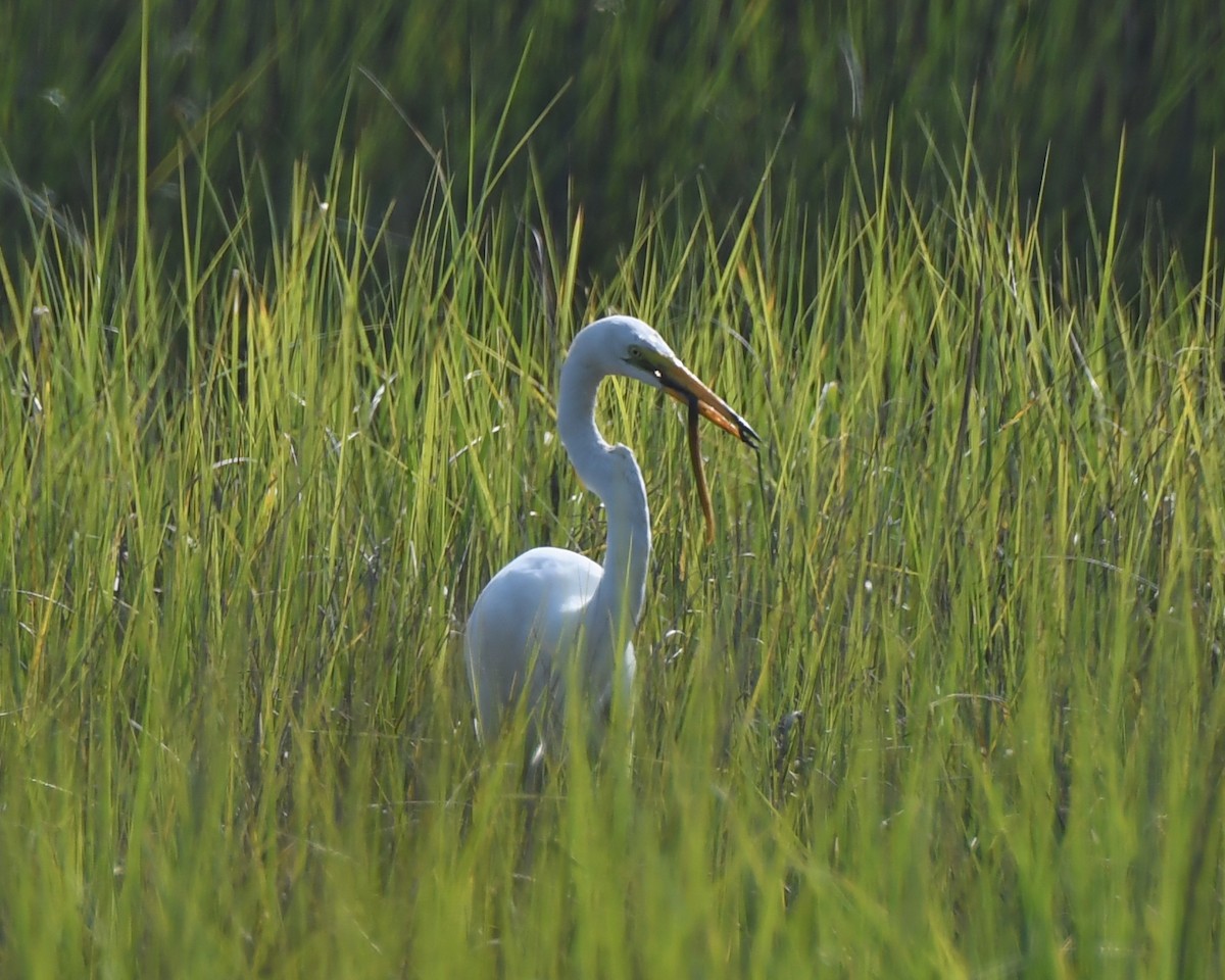 Great Egret - Keith McCullough