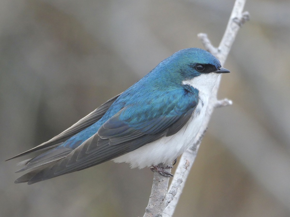 Tree Swallow - Chris Wills