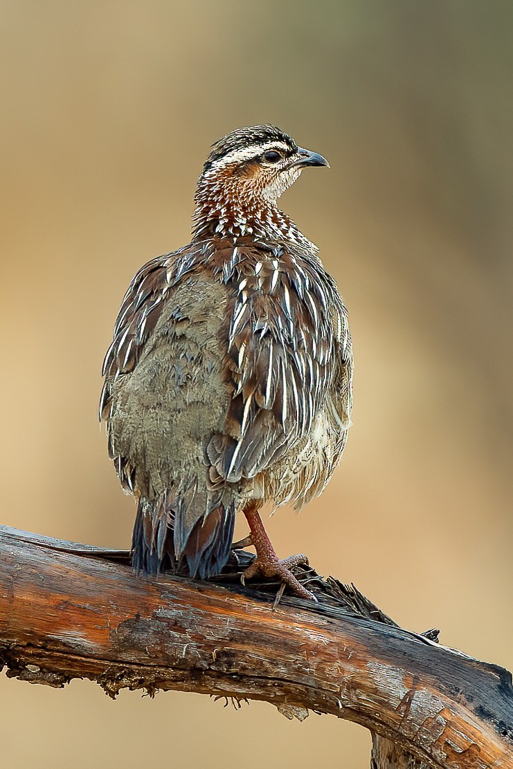 Crested Francolin - ML583148671