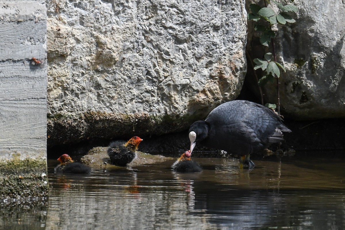 Eurasian Coot - Maryse Neukomm