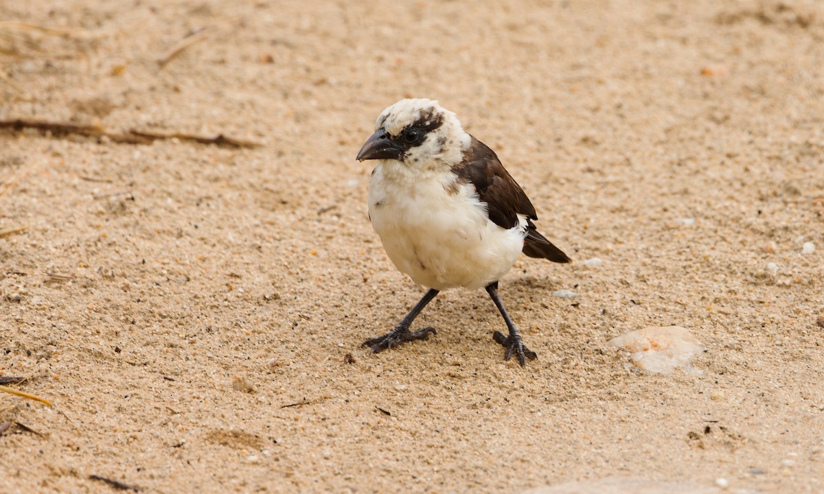 White-headed Buffalo-Weaver - ML583149161
