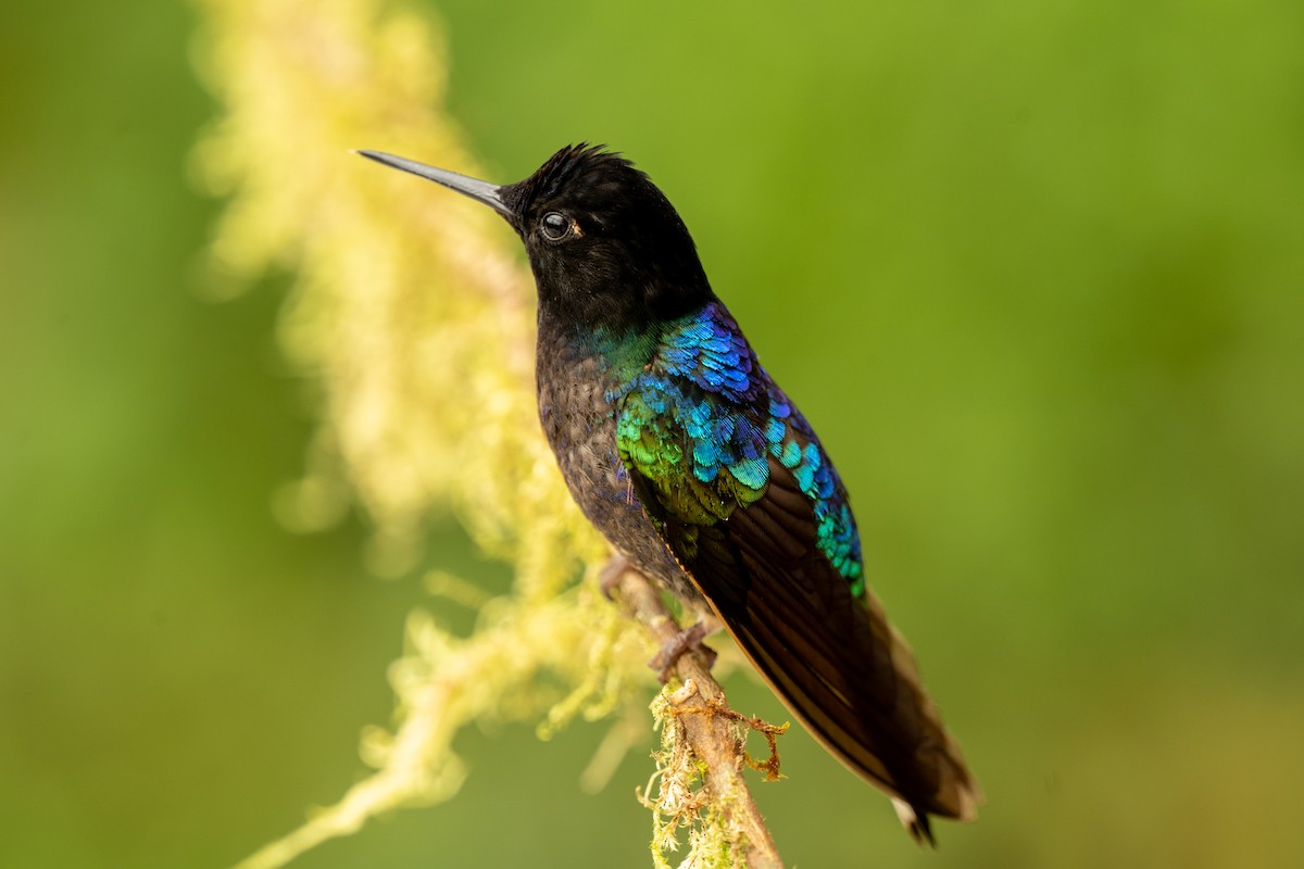 kolibřík hyacintový - ML583149561