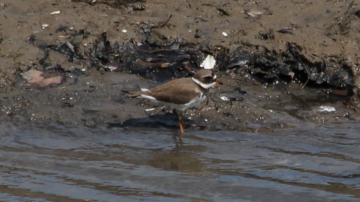 Common Ringed Plover - ML583150251