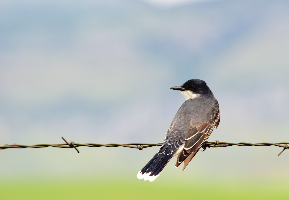 Eastern Kingbird - Harold Ziolkowski