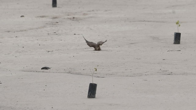 Oriental Pratincole - ML583150911