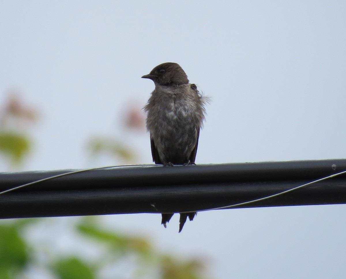 Northern Rough-winged Swallow - ML583151591