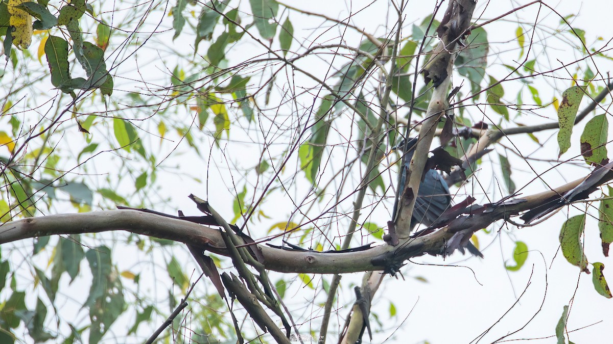 Square-tailed Drongo-Cuckoo - ML583151781