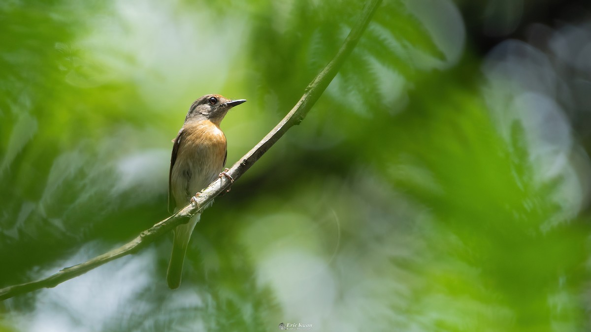 Hainan Blue Flycatcher - Eric Kwan