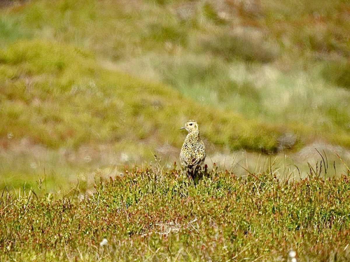 European Golden-Plover - ML583152201