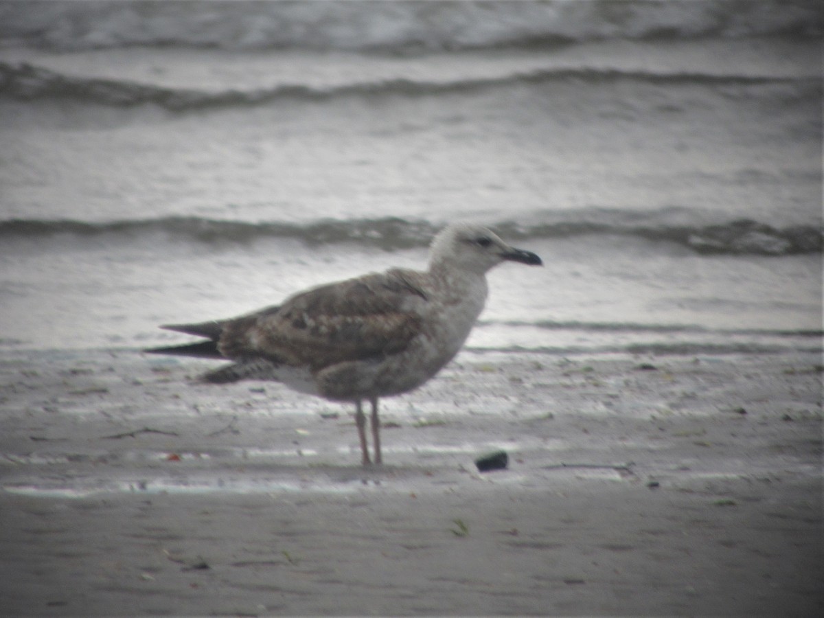 Lesser Black-backed Gull - ML583153211