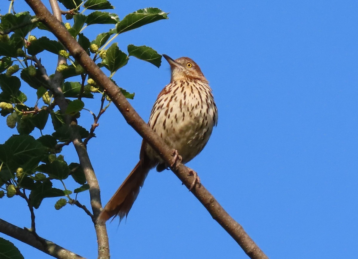 Brown Thrasher - ML583153421