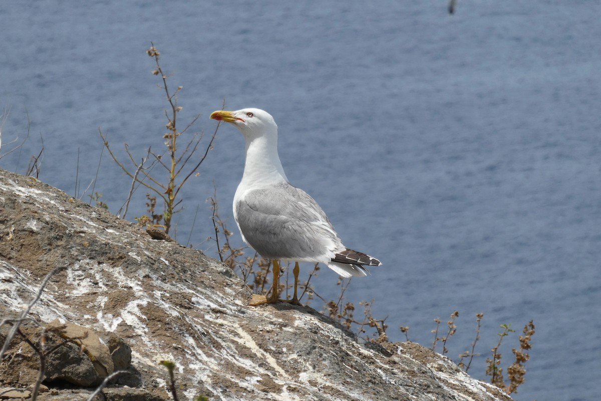 racek středomořský (ssp. michahellis) - ML583153621