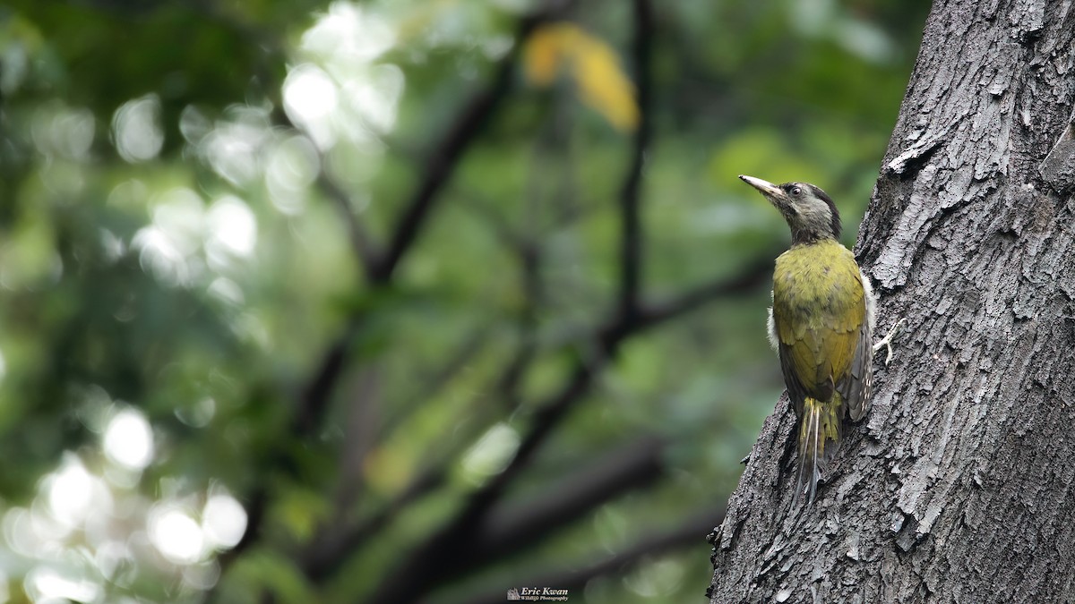 Gray-headed Woodpecker - Eric Kwan