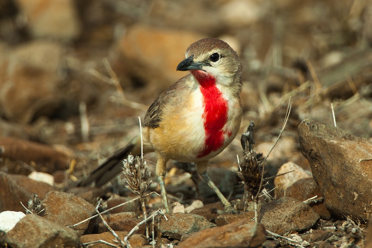 Rosy-patched Bushshrike - ML583154541