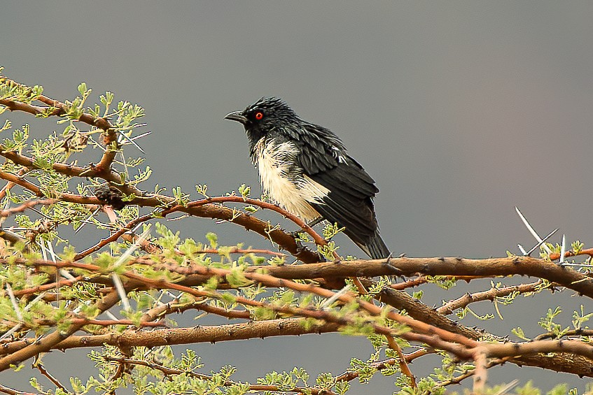 Magpie Starling - ML583154731