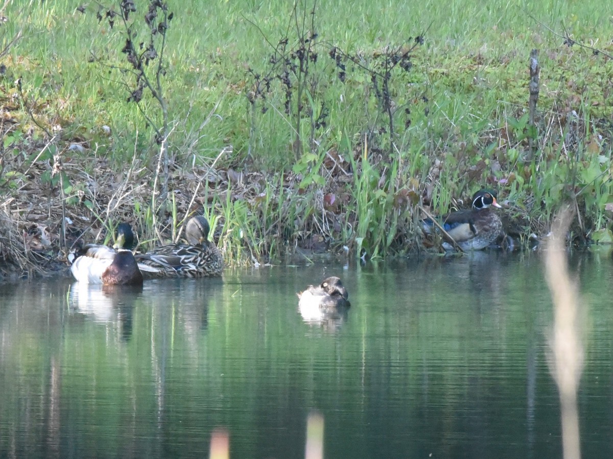 Ring-necked Duck - ML583155481