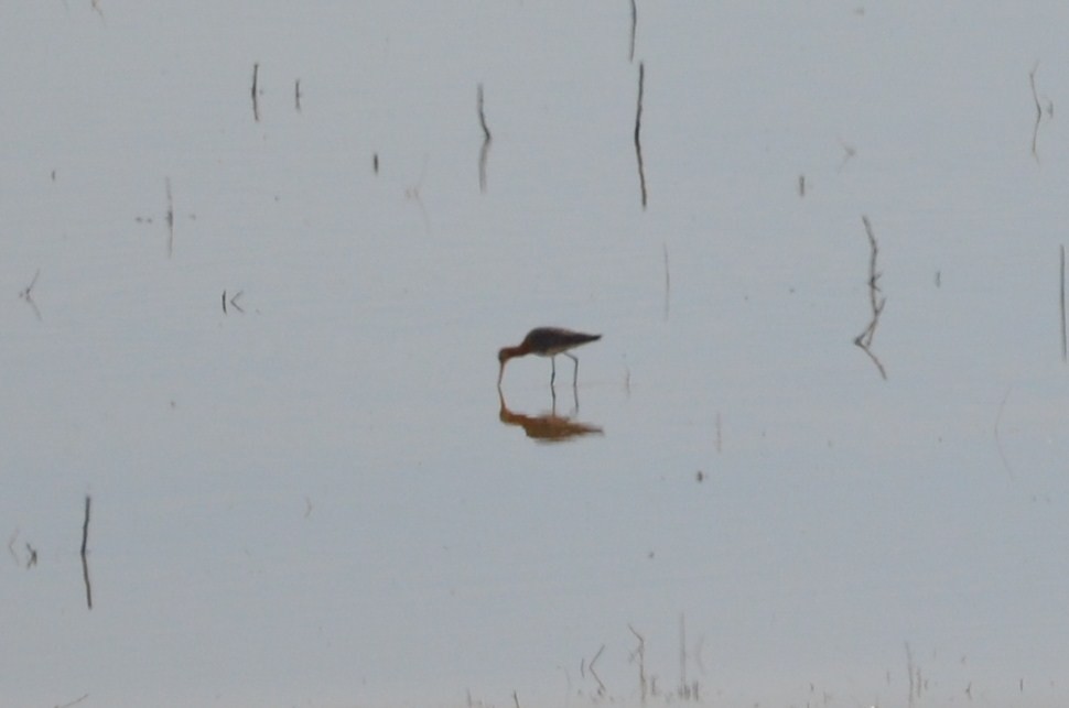 Black-tailed Godwit - Andrés Martínez