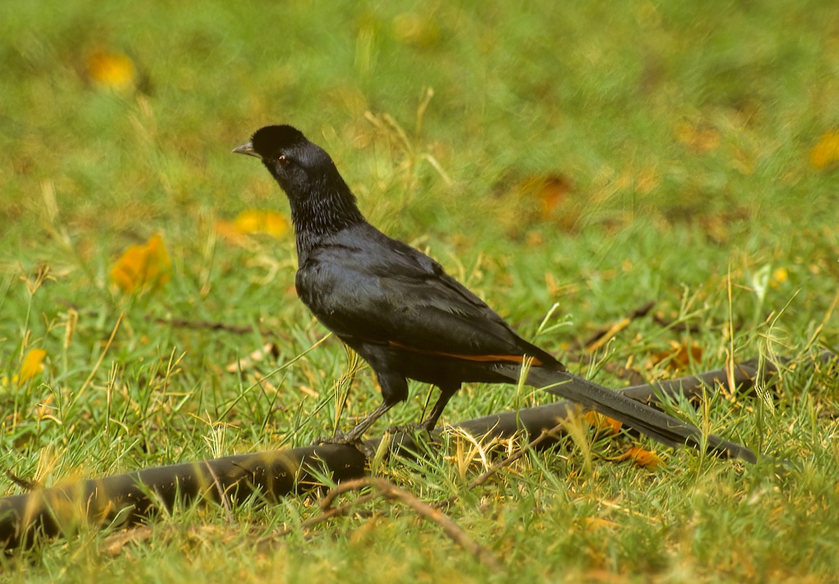 Bristle-crowned Starling - ML583156051