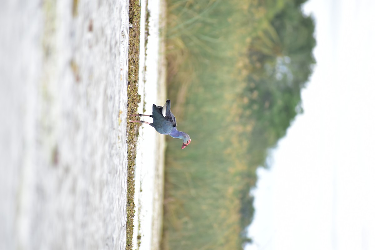 Gray-headed Swamphen - ML583156121