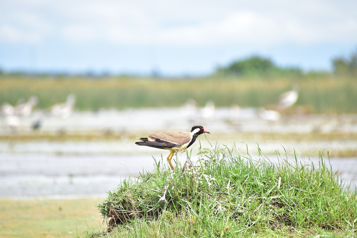 Red-wattled Lapwing - ML583156241