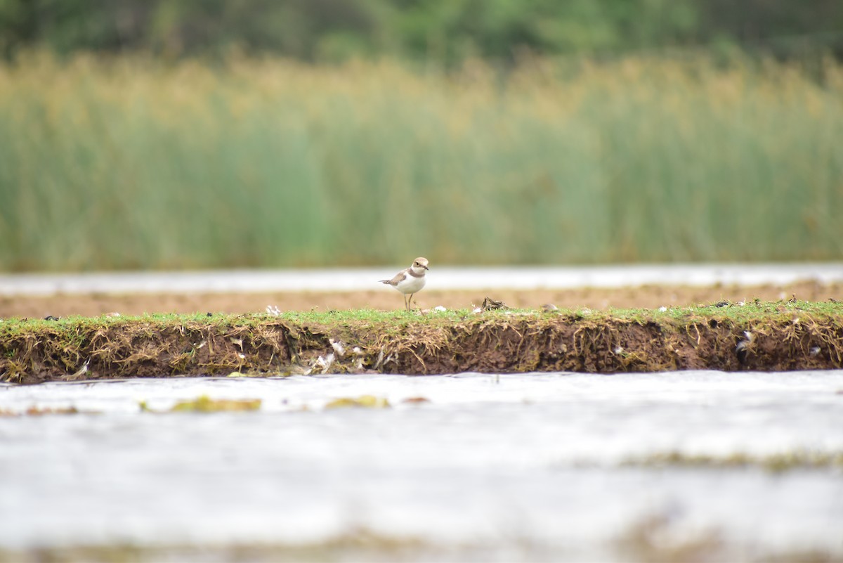 Little Ringed Plover - ML583156391