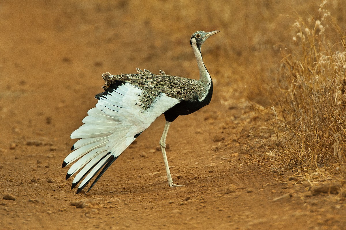 Hartlaub's Bustard - ML583156401