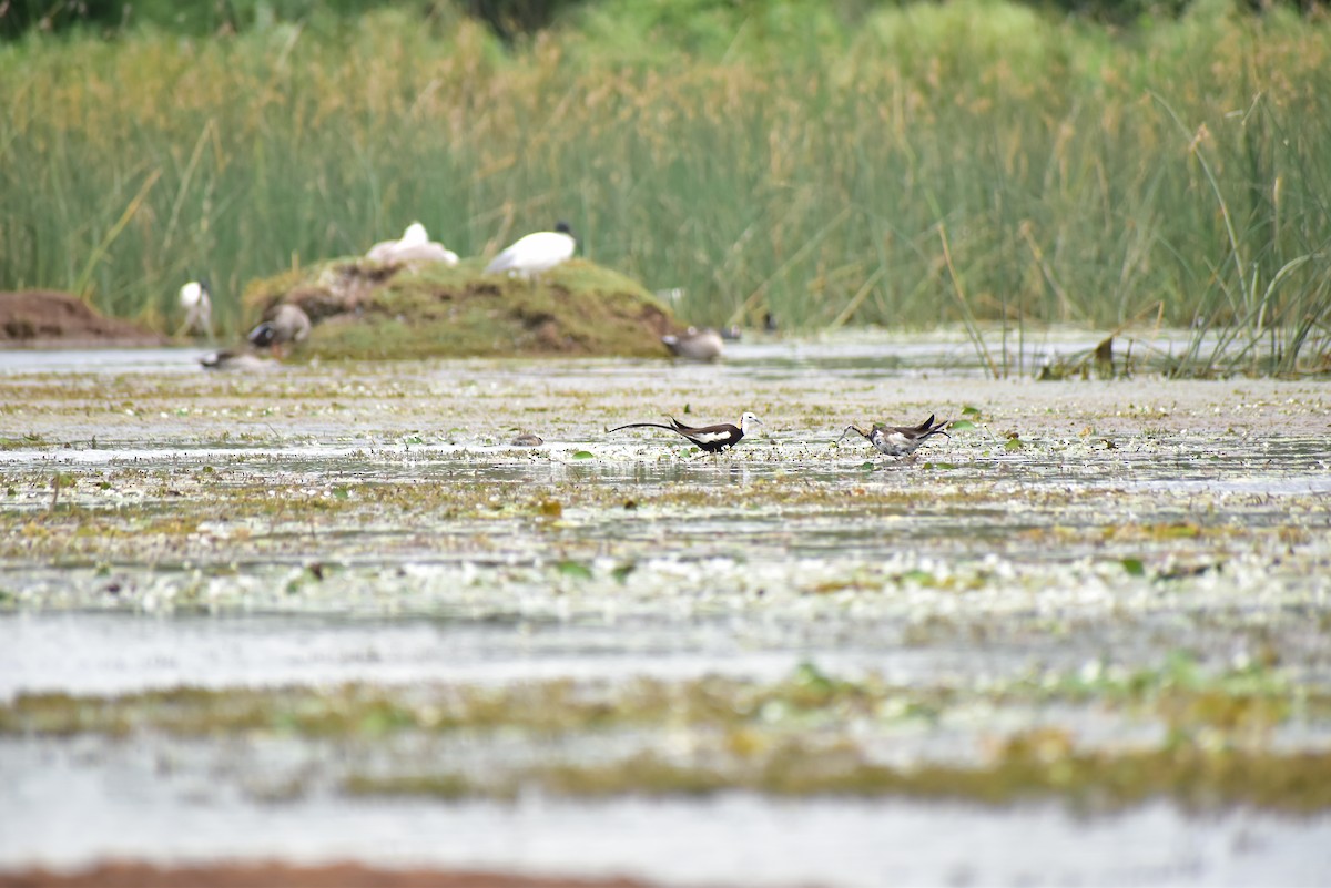 Pheasant-tailed Jacana - ML583156451