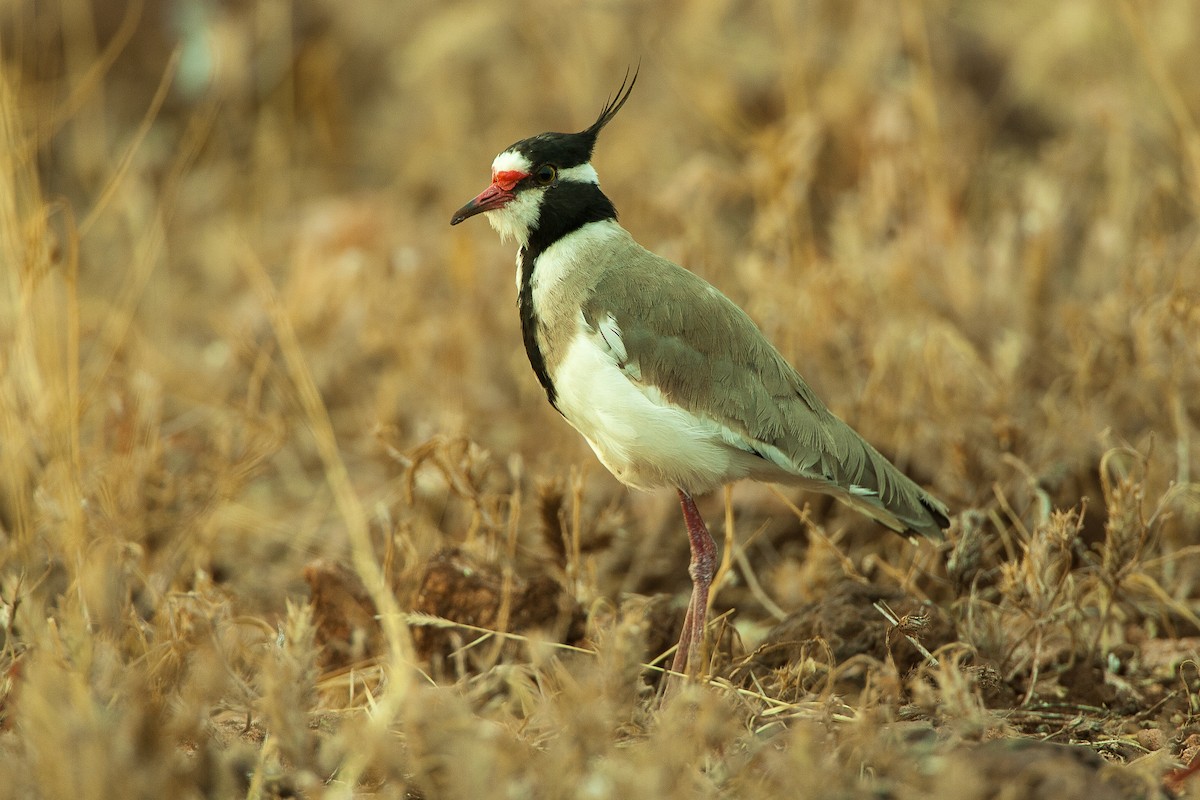 Black-headed Lapwing - Francesco Veronesi