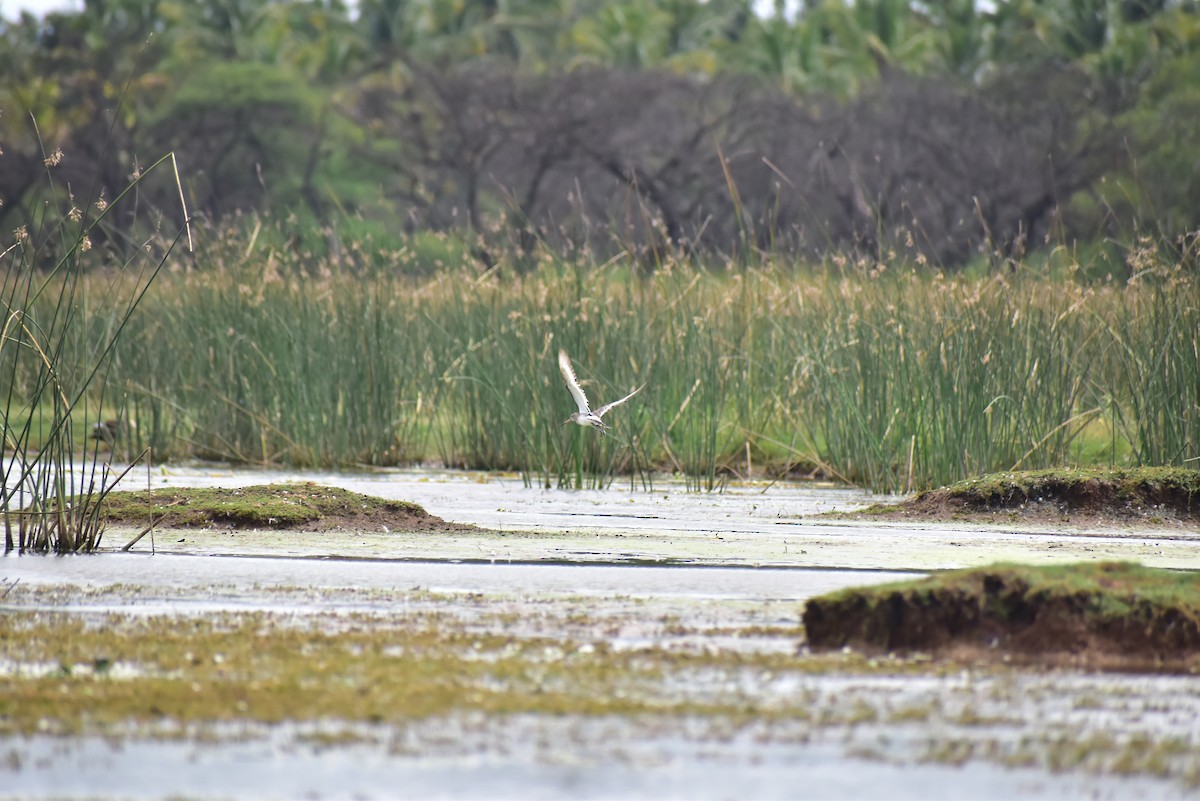 Black-tailed Godwit - ML583156591