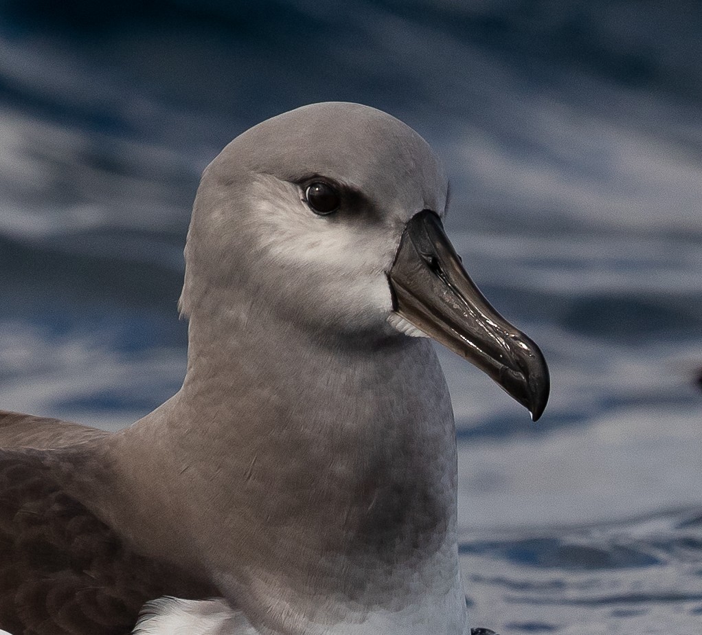 Gray-headed Albatross - ML583156881