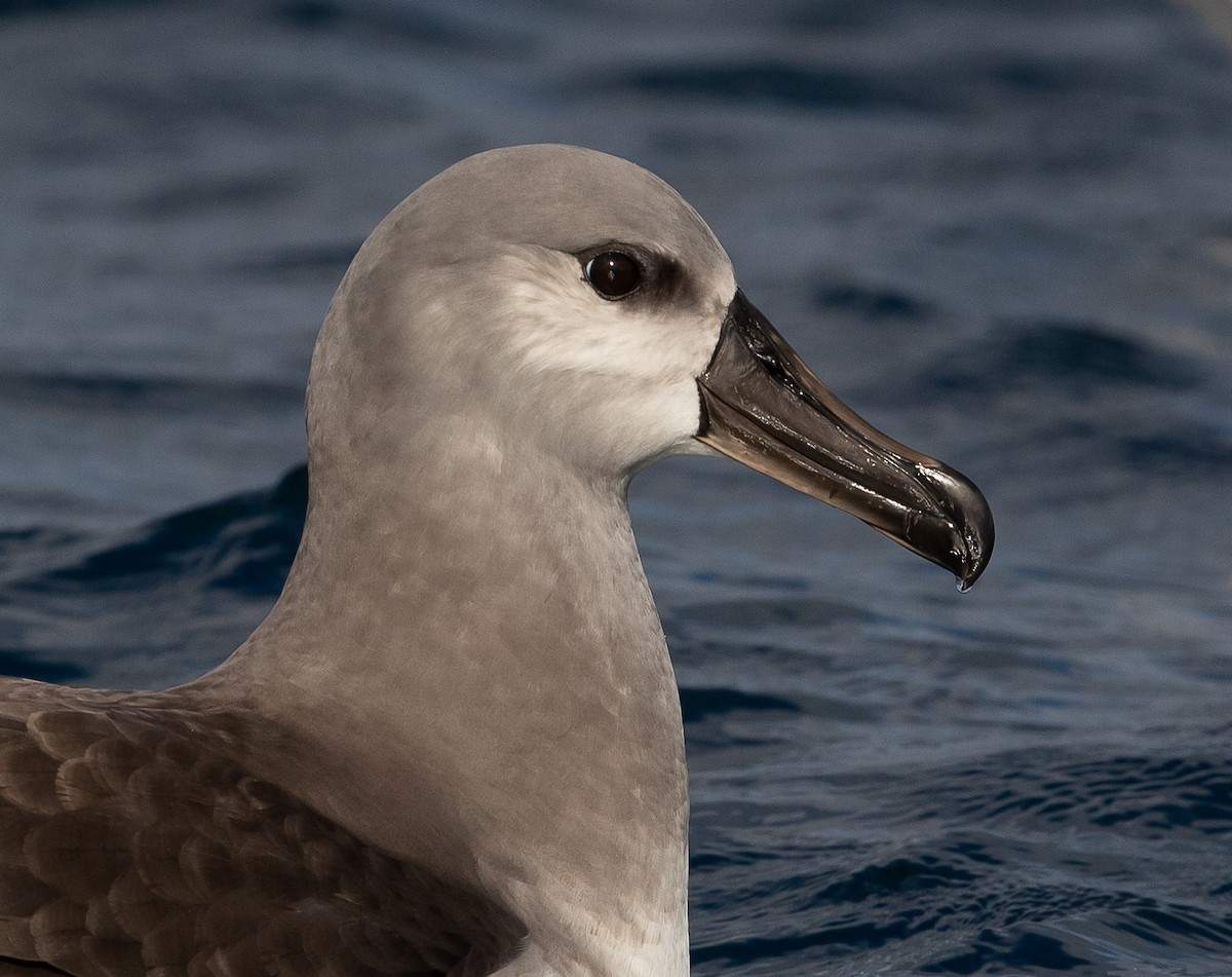 Gray-headed Albatross - ML583156891