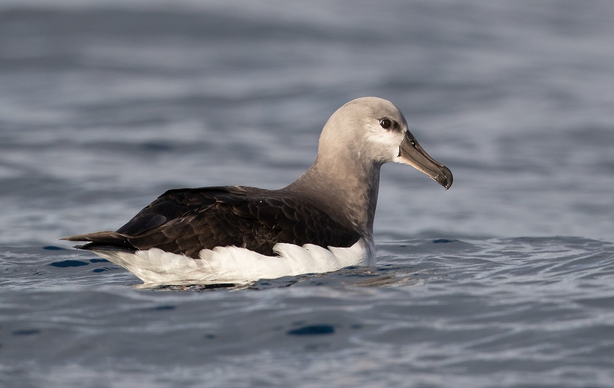 Gray-headed Albatross - ML583156911