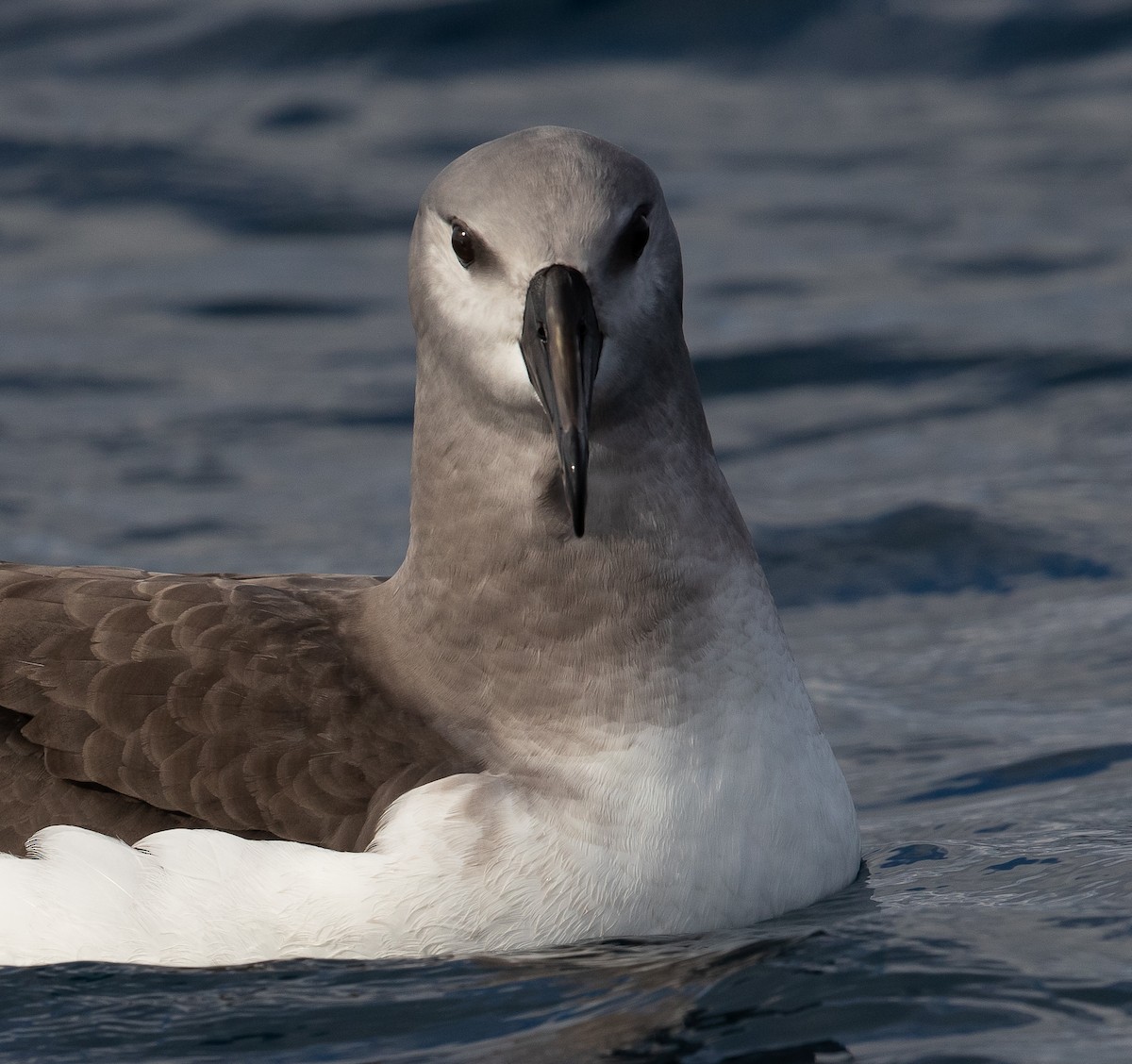 Gray-headed Albatross - ML583156921