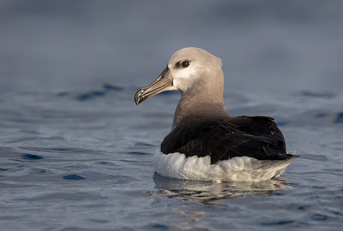 Gray-headed Albatross - ML583156931