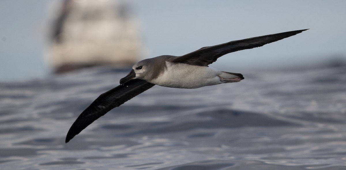 Gray-headed Albatross - ML583156941