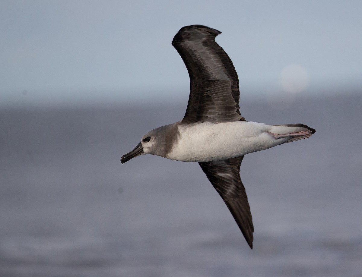 Gray-headed Albatross - ML583156951