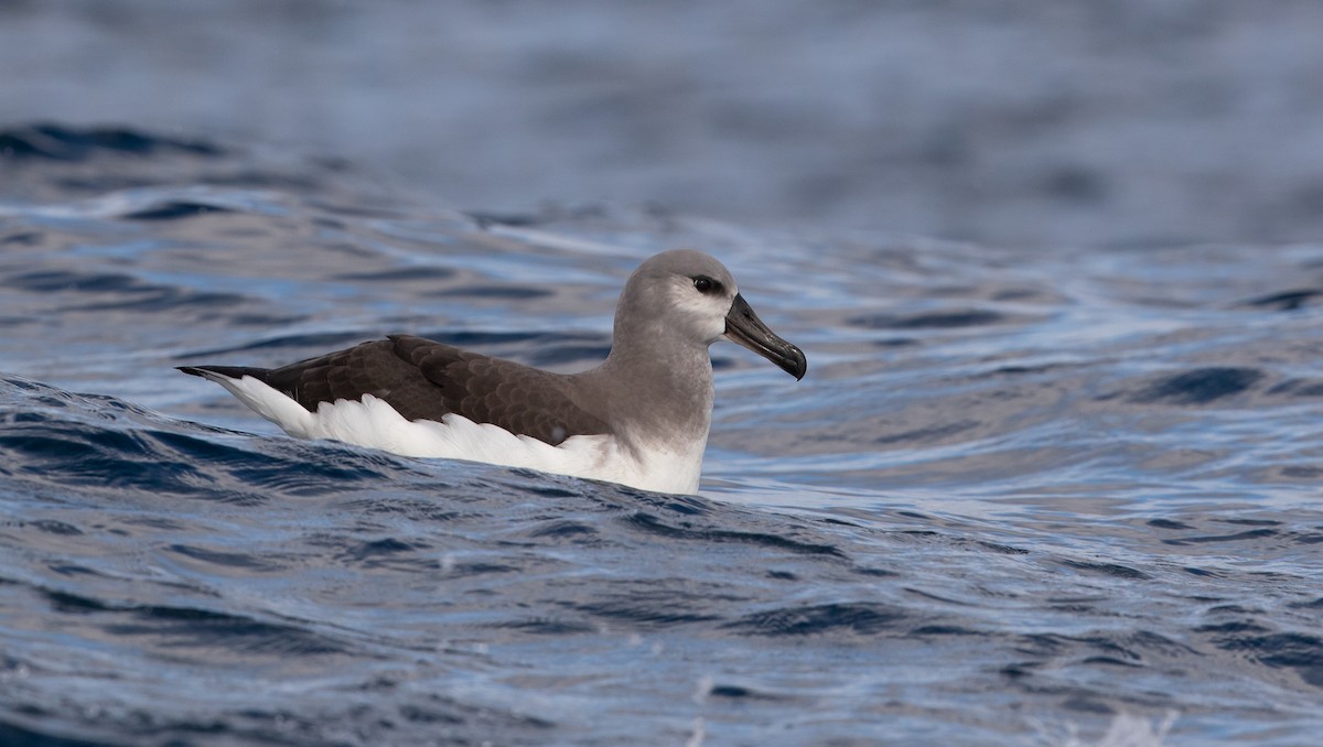 Gray-headed Albatross - ML583156961