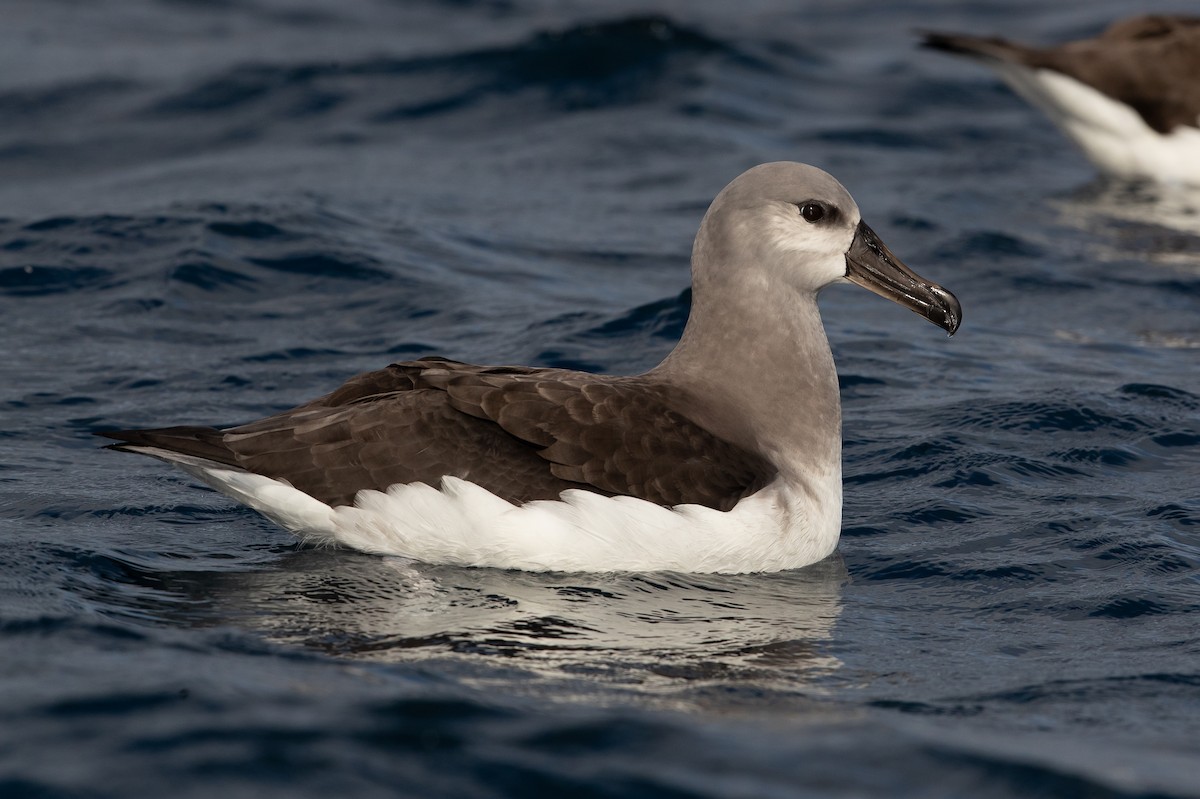 Gray-headed Albatross - ML583156971