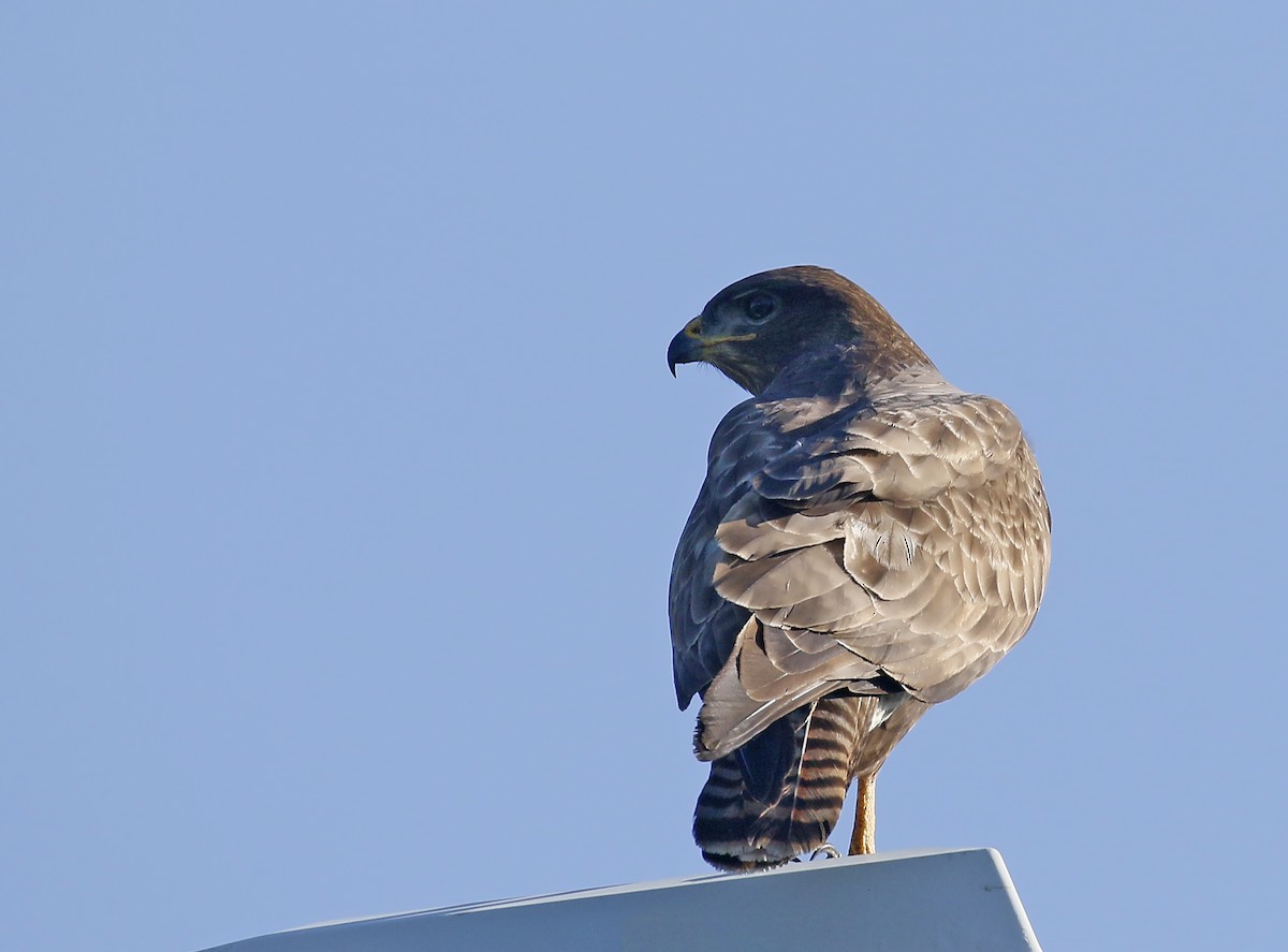 Common Buzzard - ML583157031