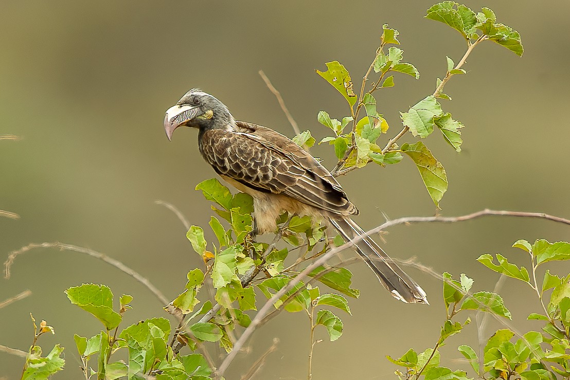 African Gray Hornbill - ML583157051