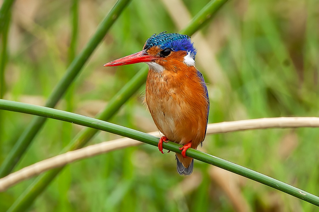 Malachite Kingfisher - Francesco Veronesi