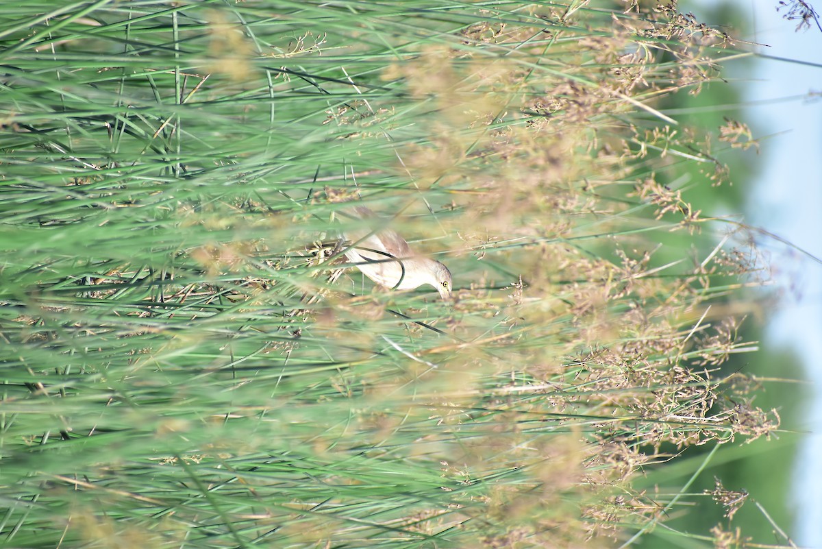 Yellow Bittern - ML583157281
