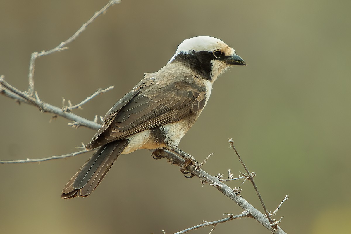 White-rumped Shrike - ML583157291