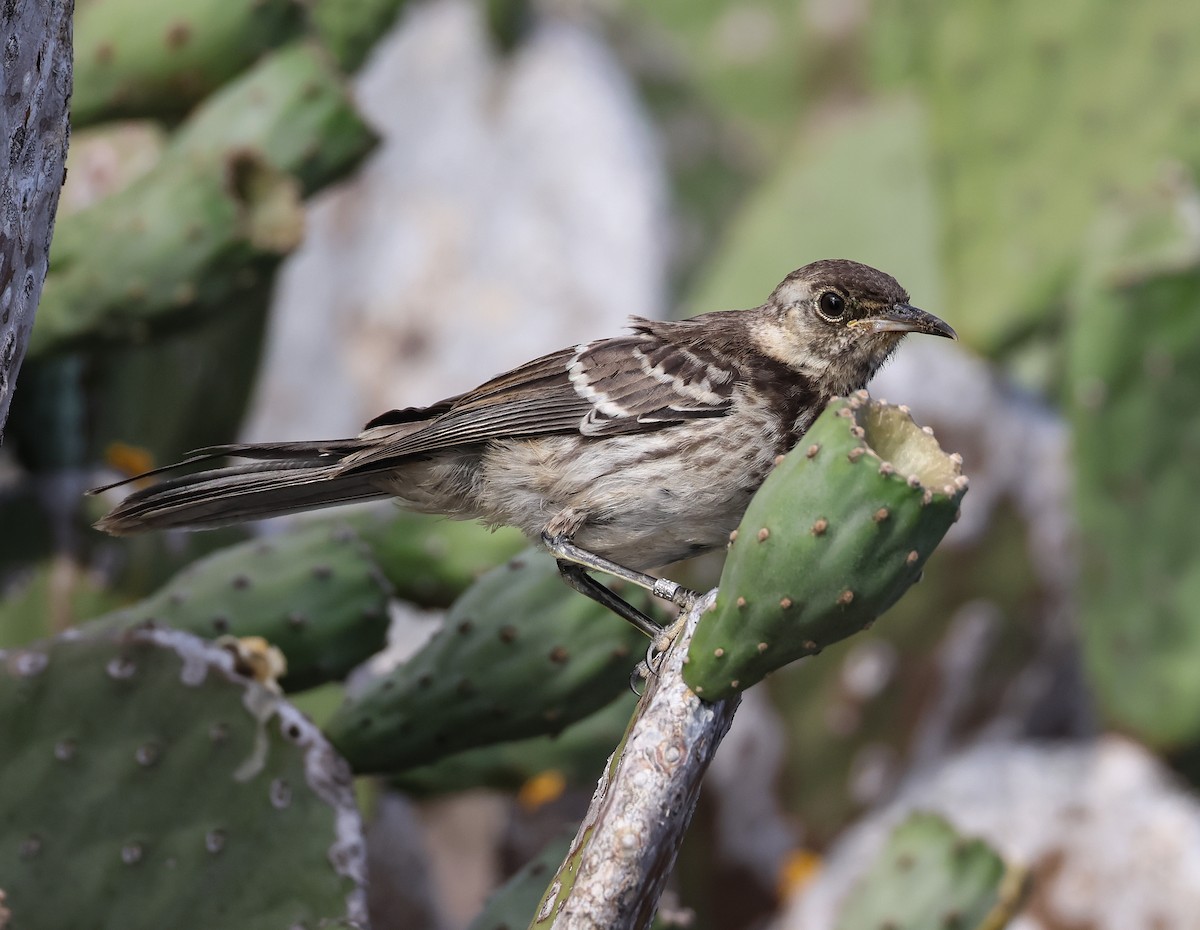 Floreana Mockingbird - ML583157351