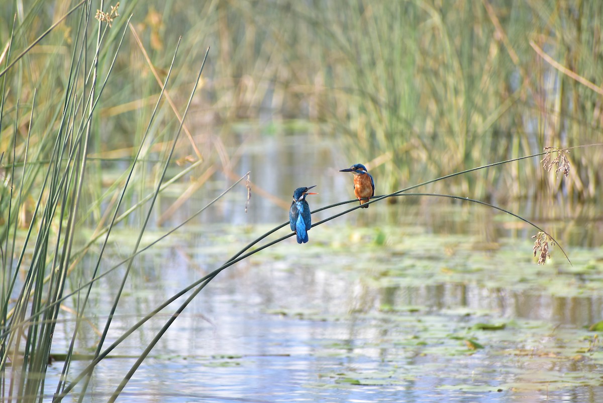 Common Kingfisher - ML583157461